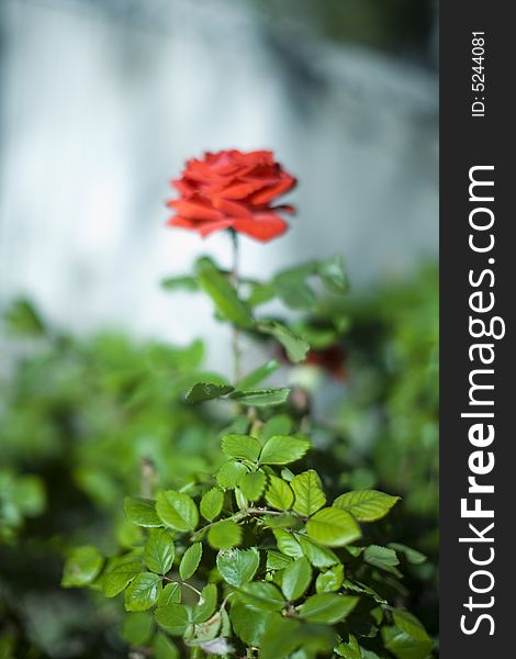 Blurred Rose rises in the background of a green garden with leaves in the summer