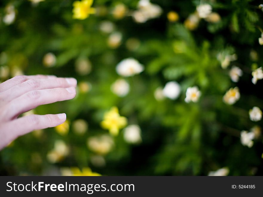 Womans hand reaching out to touch plan with flowers. Womans hand reaching out to touch plan with flowers