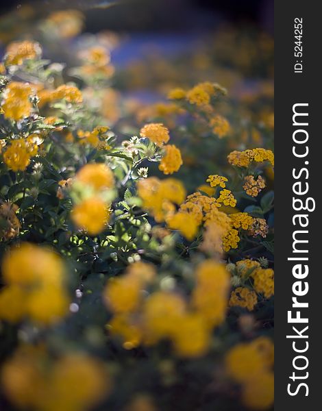 Close up of many yellow flowers in garden