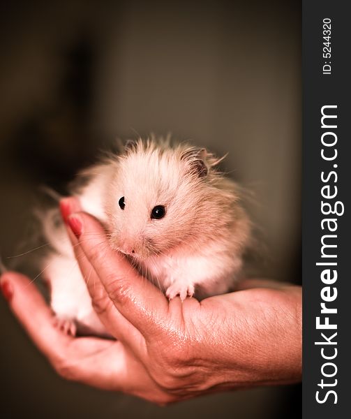Pet hamster being held in a hand.