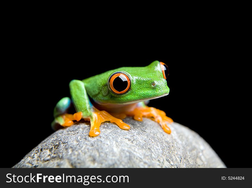 Curious little frog sitting on a rock, closeup isolated on black. Red-eyed tree frog (Agalychnis callidryas). Curious little frog sitting on a rock, closeup isolated on black. Red-eyed tree frog (Agalychnis callidryas)