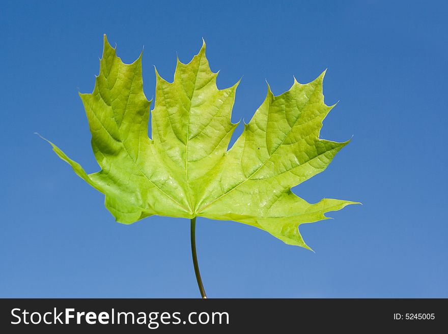 Fresh aceric leaf photo on the background of blue sky. Fresh aceric leaf photo on the background of blue sky