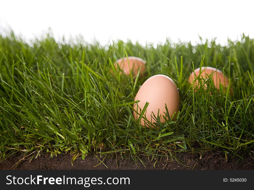 Fresh eggs on grass . isolated on a white background. please have a look at my other images about this theme. Fresh eggs on grass . isolated on a white background. please have a look at my other images about this theme