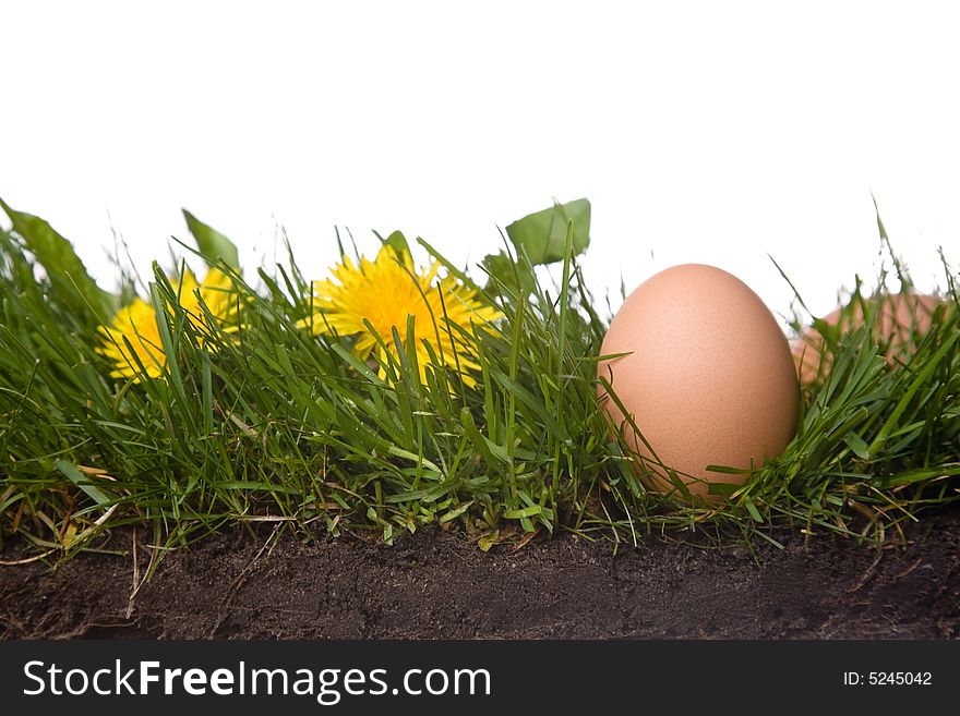 Fresh eggs in grass