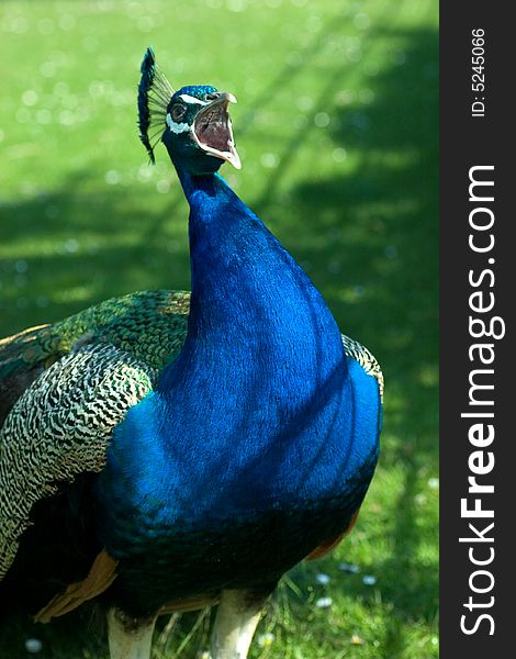 A male peacock crying out loud. A male peacock crying out loud