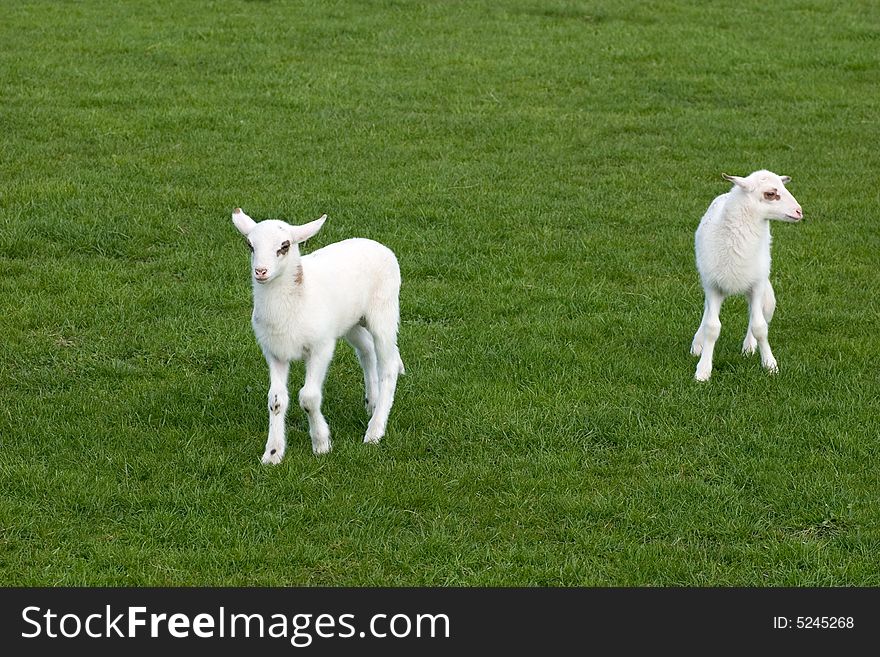 Two spotted lambs in a meadow