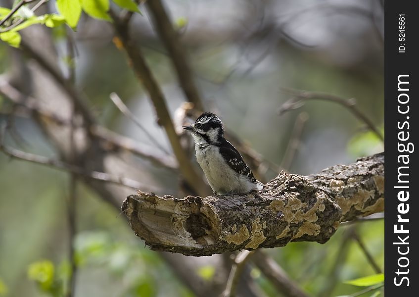 Downy woodpecker perched on a tree branch