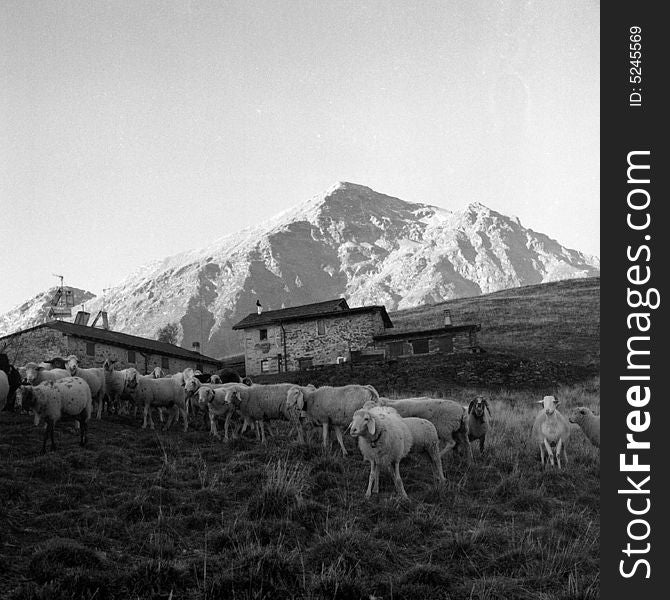 Sheeps In Mountain