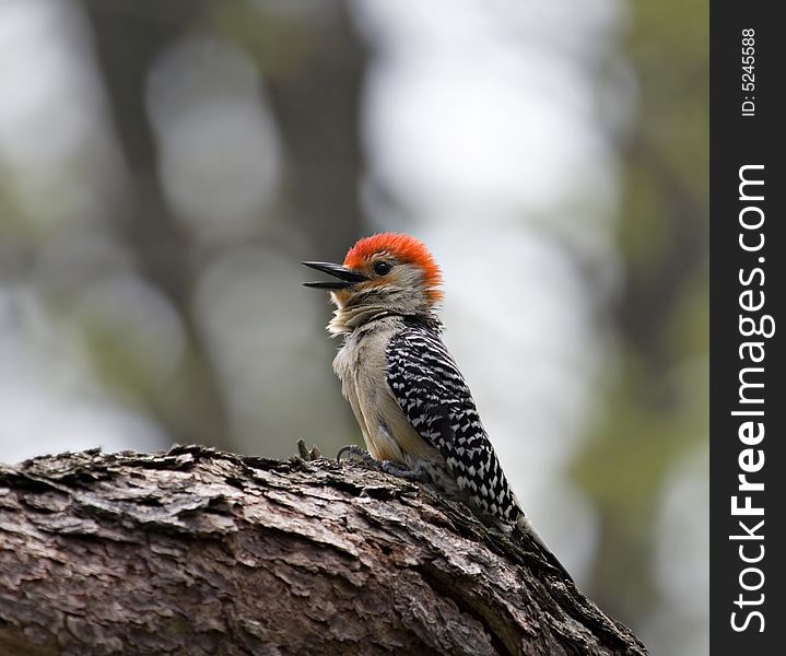 Red-bellied woodpecker perched on a tree