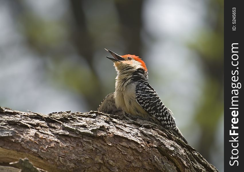 Red-bellied woodpecker perched on a tree