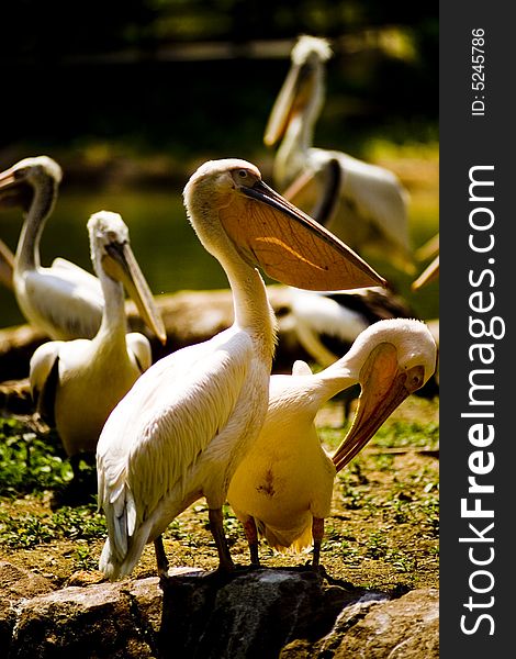 Pelicans at the Singapore Bird Park