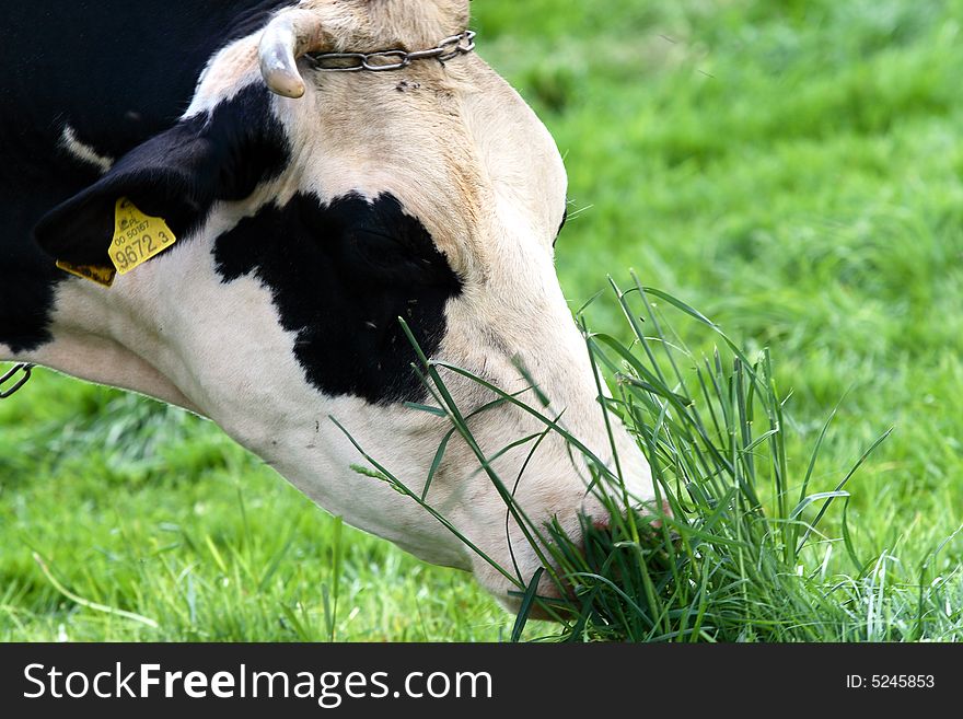 Black-white cow on open field