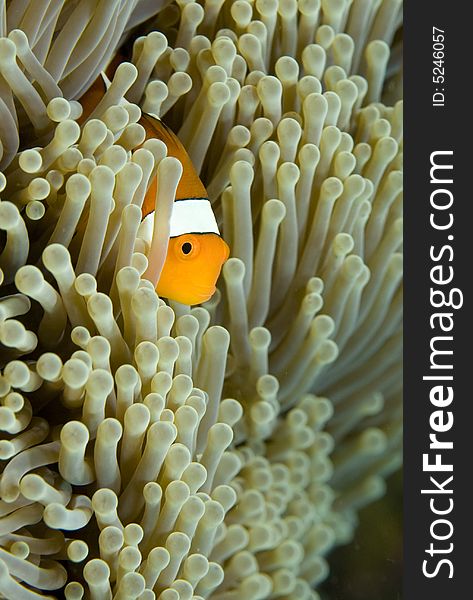 Vibrant soft corals and Clown fish darting amongst the stinging tentacles of the Sea Anemone