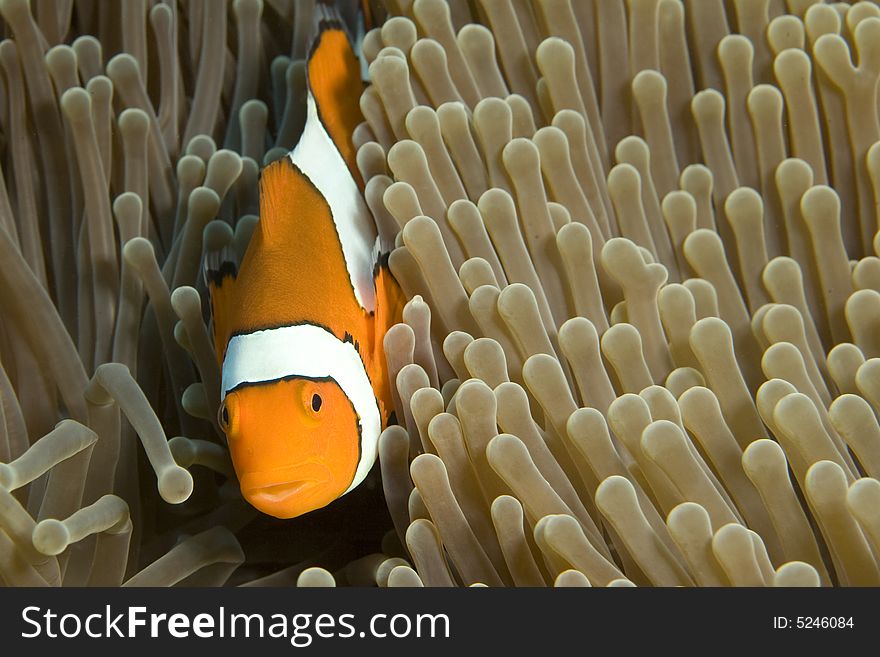 Vibrant soft corals and Clown fish darting amongst the stinging tentacles of the Sea Anemone