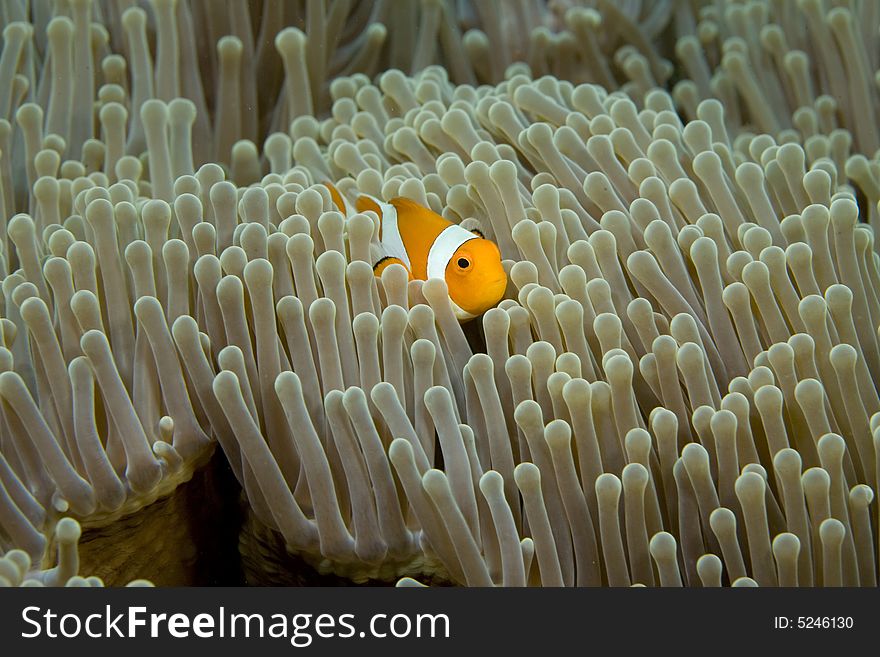 Vibrant soft corals and Clown fish darting amongst the stinging tentacles of the Sea Anemone