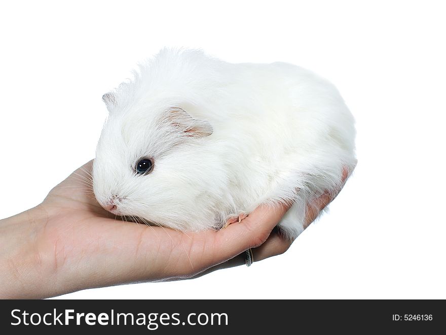 White guinea pig in hand isolated on white