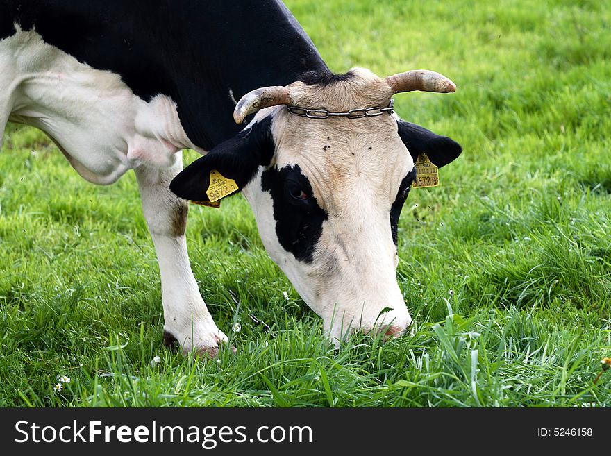 Farm scene - cow on open field
