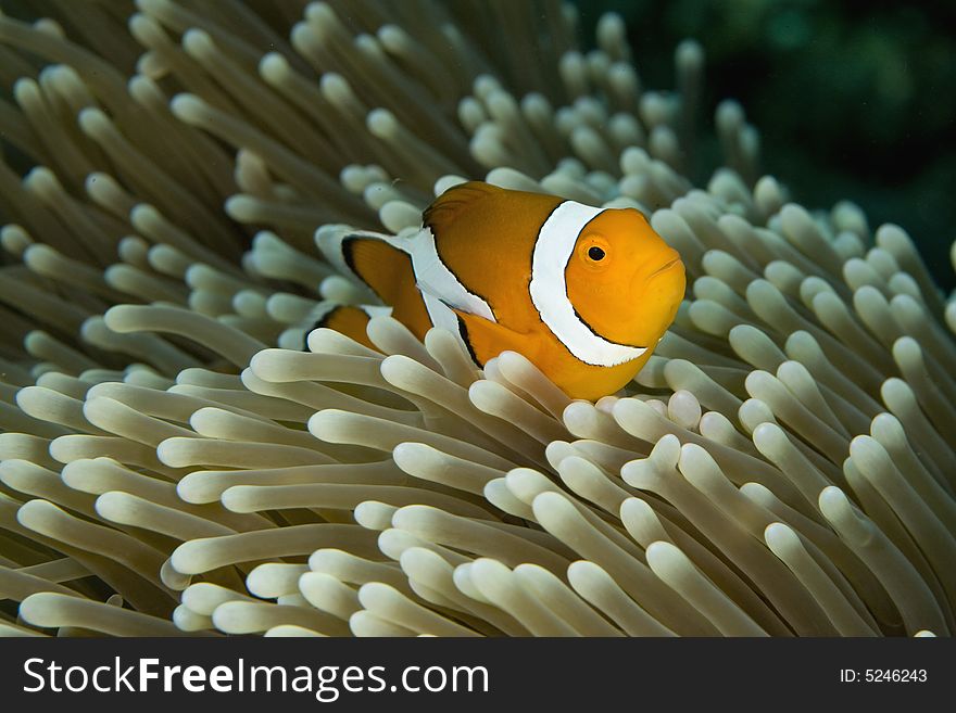 Vibrant soft corals and Clown fish darting amongst the stinging tentacles of the Sea Anemone. Vibrant soft corals and Clown fish darting amongst the stinging tentacles of the Sea Anemone