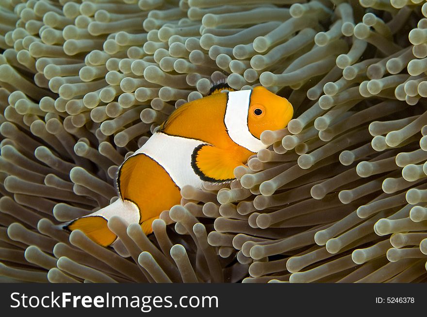 Vibrant soft corals and Clown fish darting amongst the stinging tentacles of the Sea Anemone