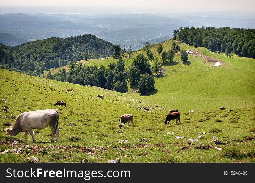 Cows eating grass on Buila-Vanturarita mountains (Carpathian ridge), a National Park in Romania. Cows eating grass on Buila-Vanturarita mountains (Carpathian ridge), a National Park in Romania