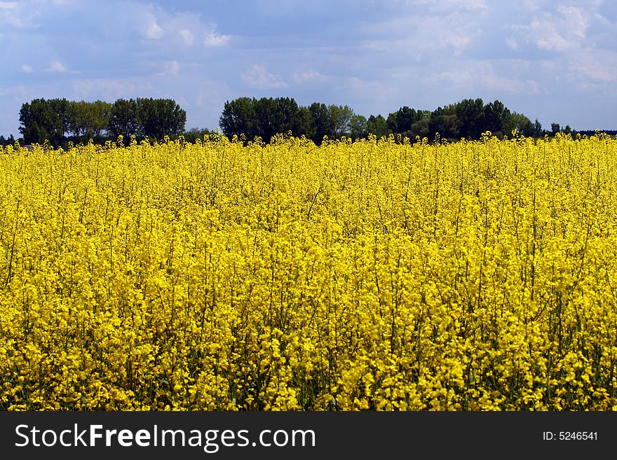 Rape field at a sunny day - spring in Poland