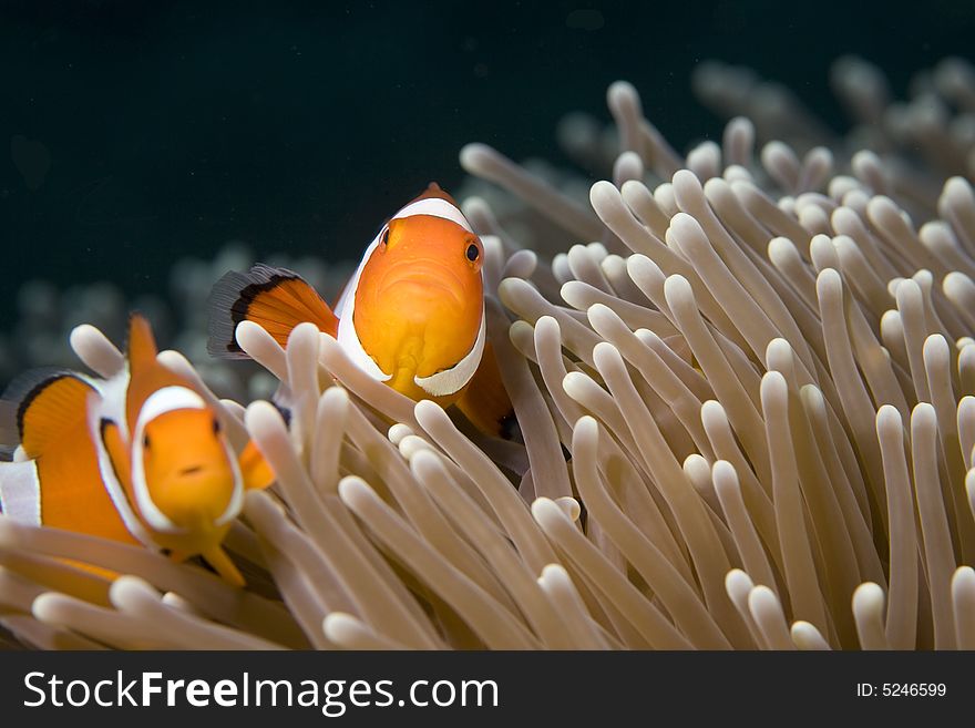 Vibrant soft corals and Clown fish darting amongst the stinging tentacles of the Sea Anemone. Vibrant soft corals and Clown fish darting amongst the stinging tentacles of the Sea Anemone