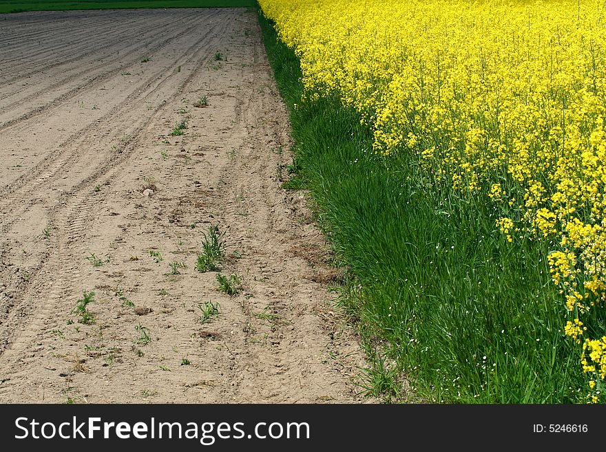 Rape field - spring in Poland