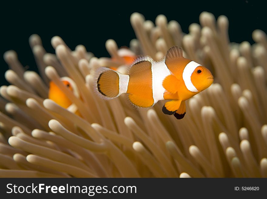 Vibrant soft corals and Clown fish darting amongst the stinging tentacles of the Sea Anemone. Vibrant soft corals and Clown fish darting amongst the stinging tentacles of the Sea Anemone