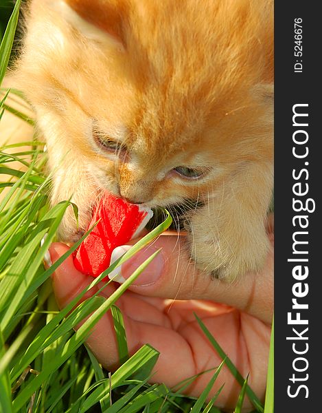 Human's hand with food feeding a little red kitten. Human's hand with food feeding a little red kitten