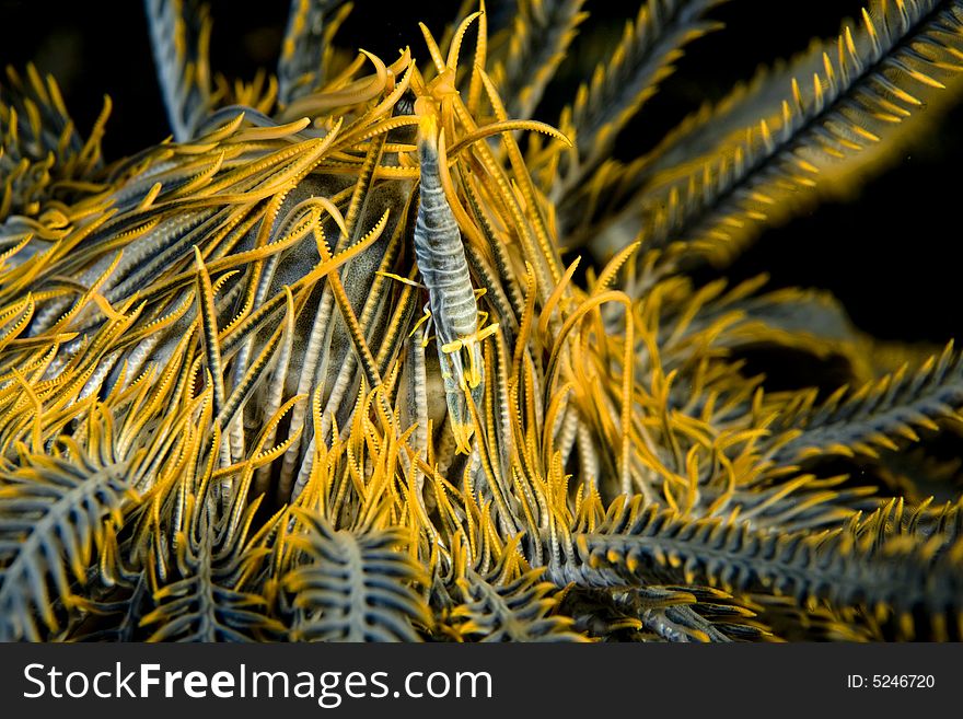 Crinoid Shrimp