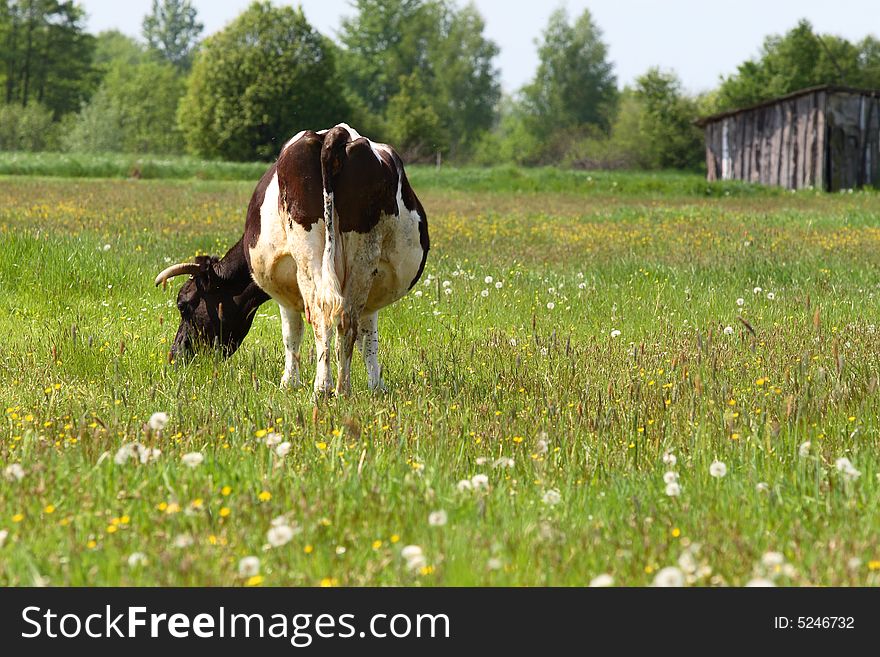 Village scene - cow on the open field