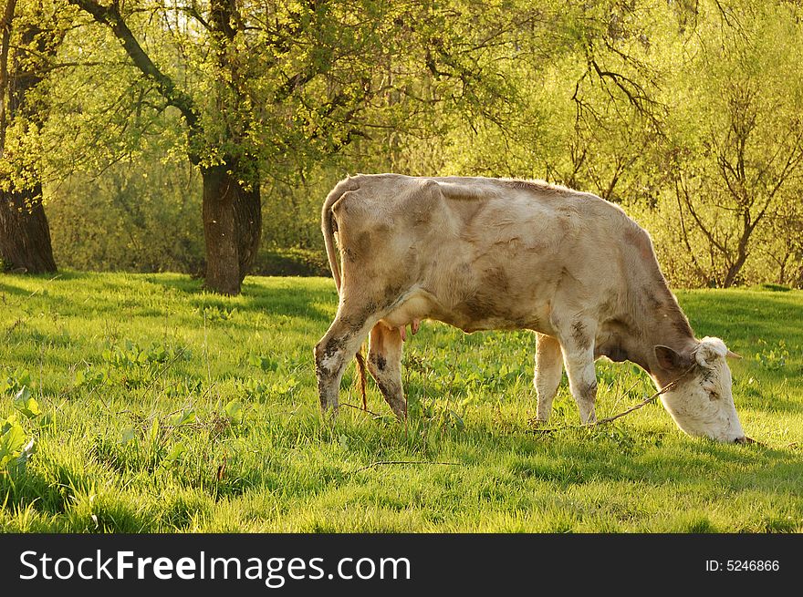 milch cow on a plain