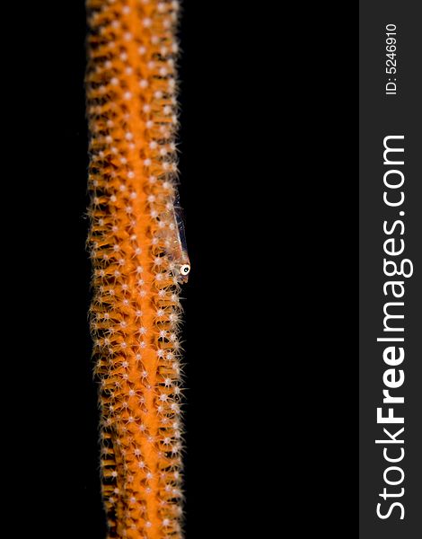 Goby resting on beautiful soft coral, Bali Indonesia. Goby resting on beautiful soft coral, Bali Indonesia