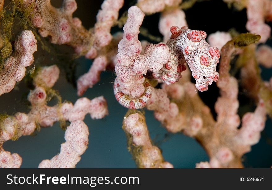 Pygmy sea horse