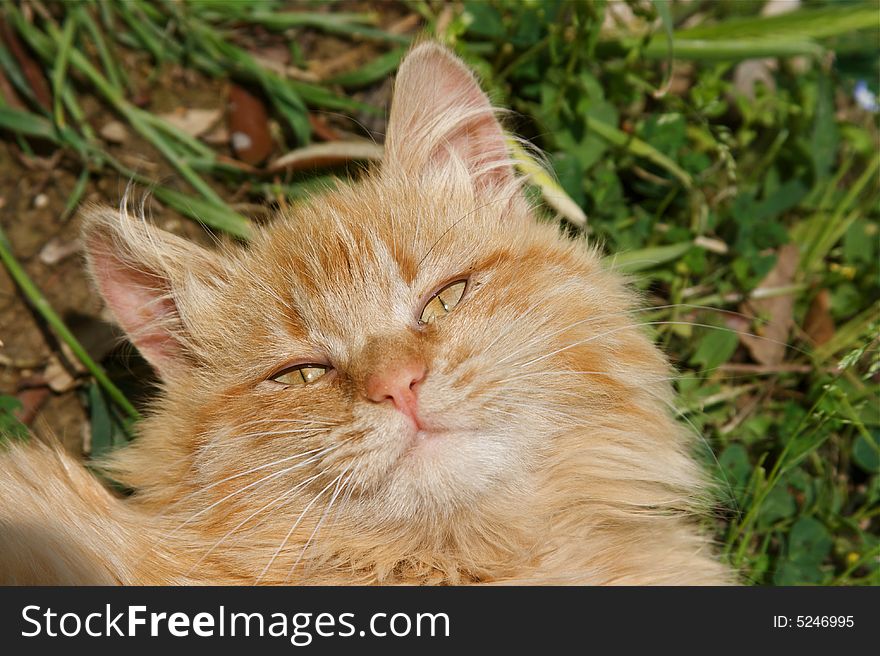 Portrait of beautiful orange cat