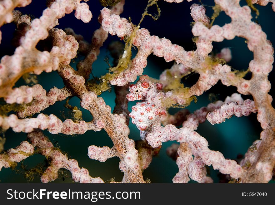 Pygmy Sea Horse on a Red gorgonian sea fan, Bali, Indonesia