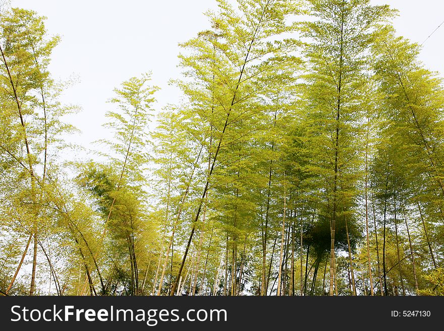 Picture from  forest bamboo tree