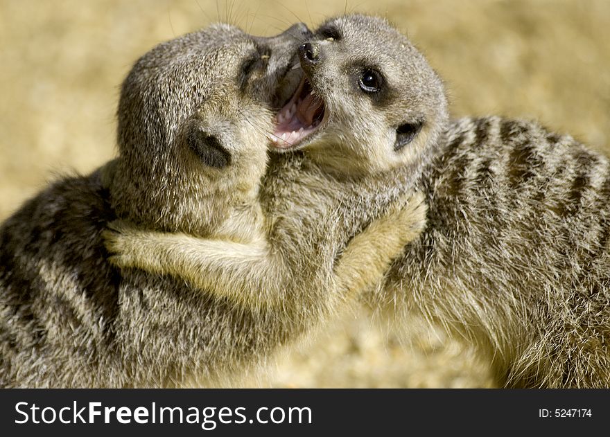 Pair of meerkats play fighting together. Pair of meerkats play fighting together