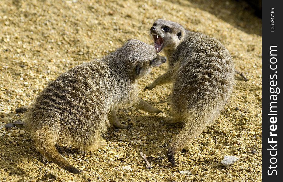 Pair of meerkats play fighting together. Pair of meerkats play fighting together