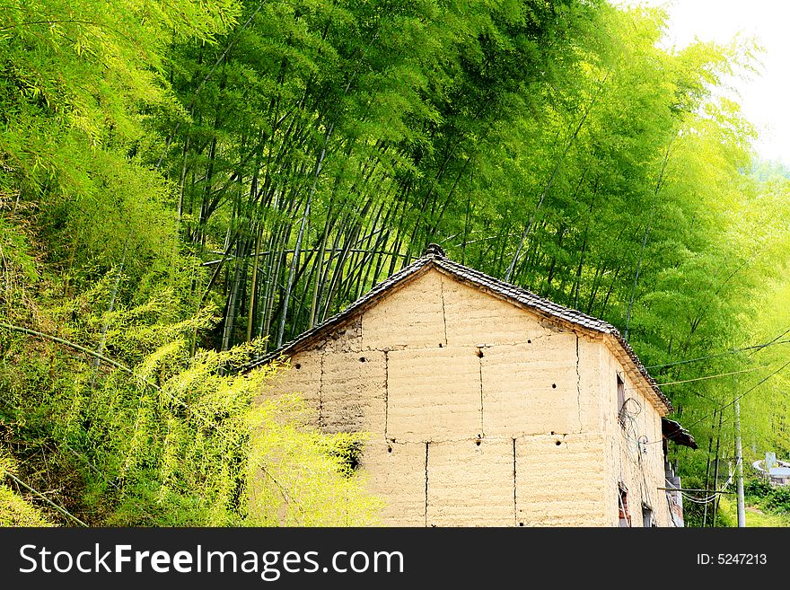 Old House Among Bamboo