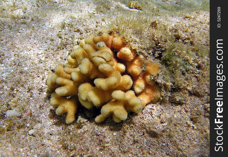 A picture of a yellow coral in Maldivian reef