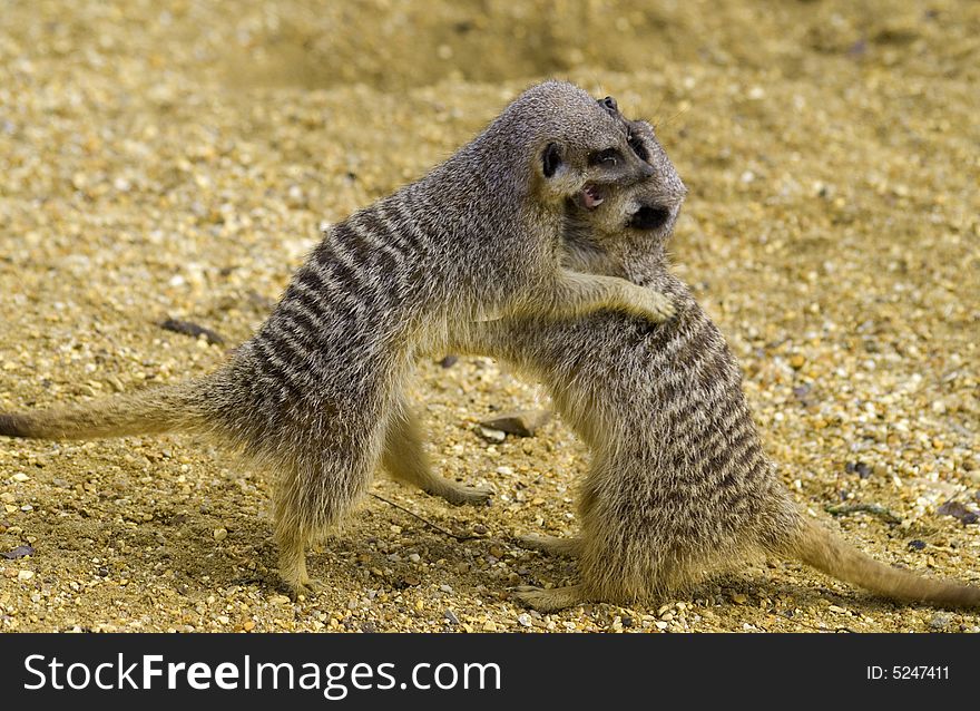 Pair of meerkats play fighting together. Pair of meerkats play fighting together