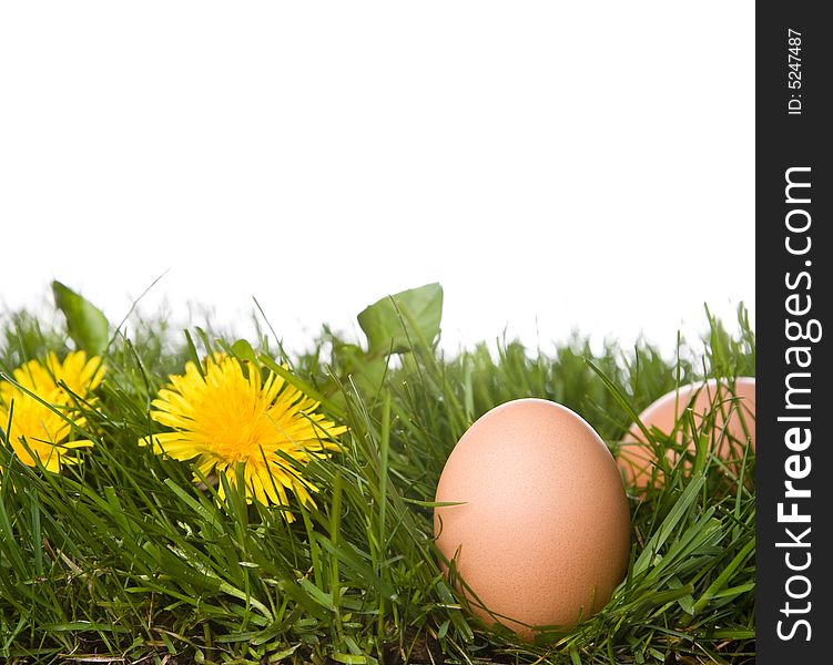 Fresh eggs on grass . isolated on a white background. please have a look at my other images about this theme. Fresh eggs on grass . isolated on a white background. please have a look at my other images about this theme