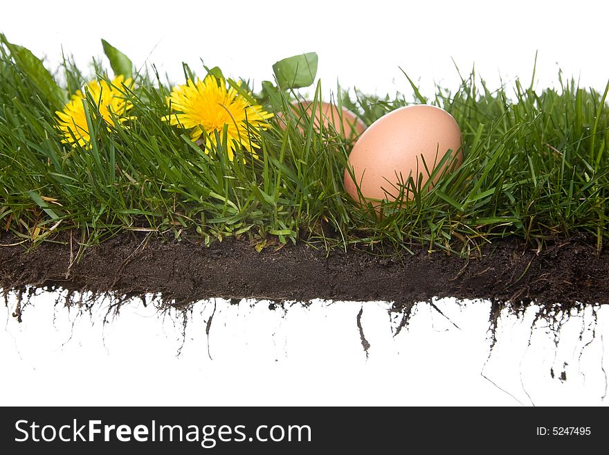 Fresh eggs on grass . isolated on a white background. please have a look at my other images about this theme. Fresh eggs on grass . isolated on a white background. please have a look at my other images about this theme