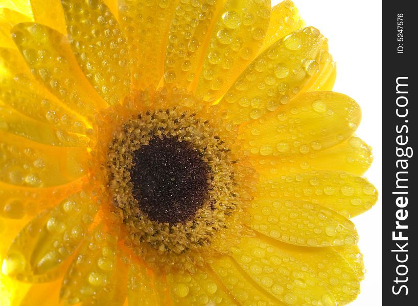 Yellow gerber with water drops close up. Yellow gerber with water drops close up.