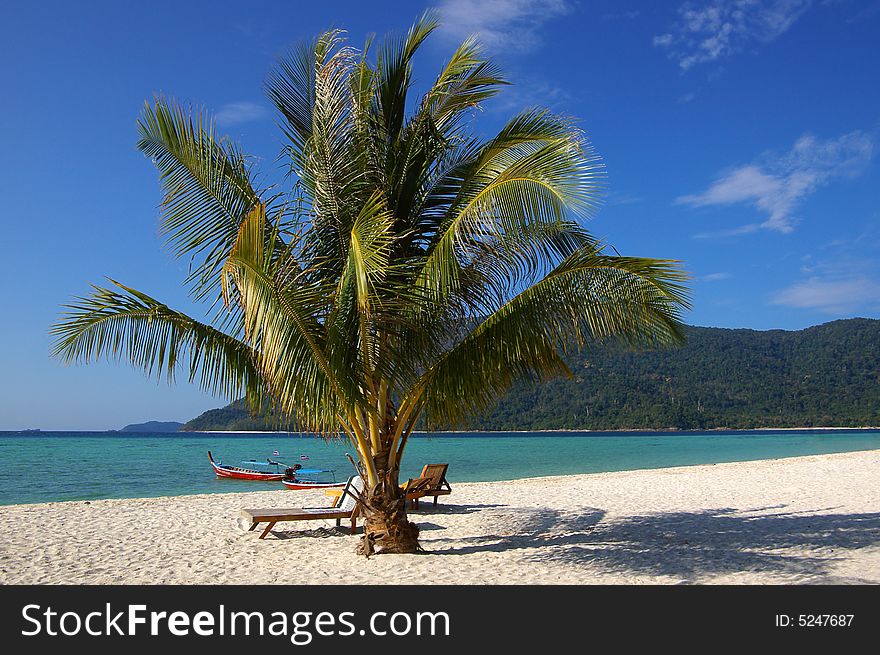 Palm tree on the beach.