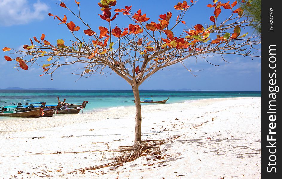 Lonely Tree On The Beach.