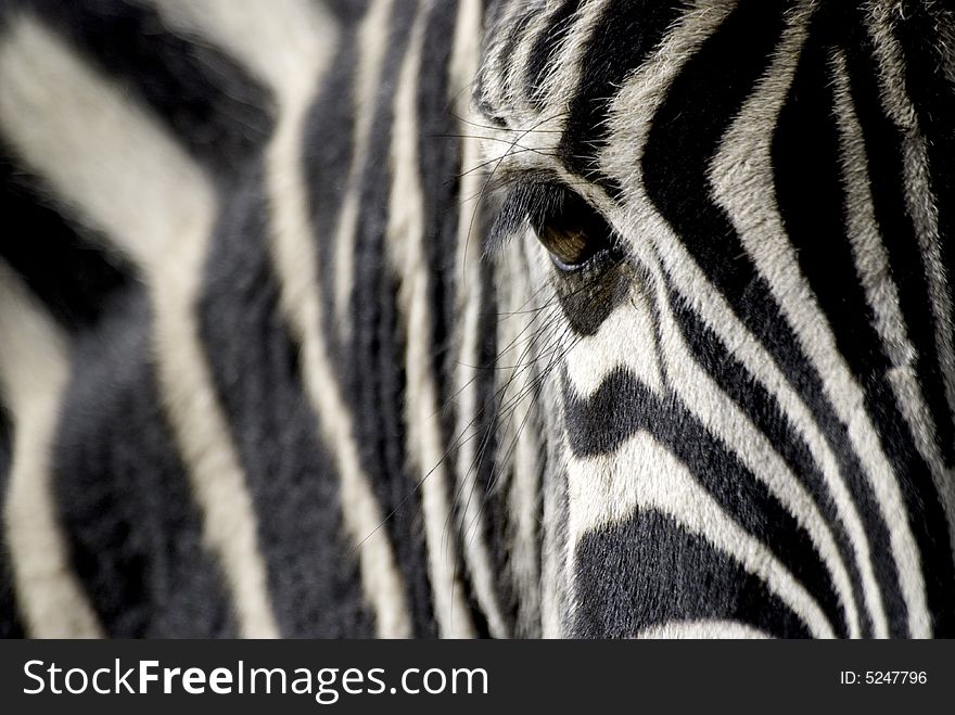 Abstract image of a zebras eye. Abstract image of a zebras eye