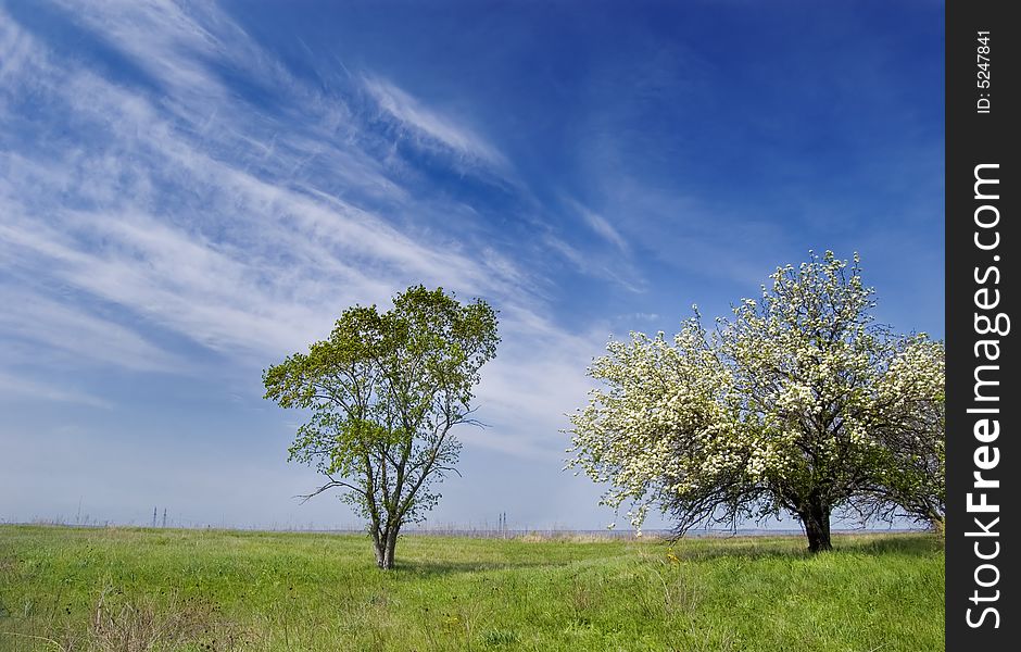 Spring landscape with a blossoming cherry and clouds