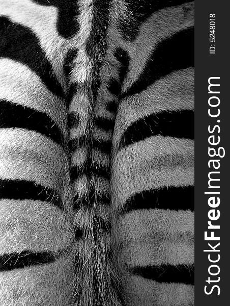 Abstract image of a zebras bottom. Abstract image of a zebras bottom
